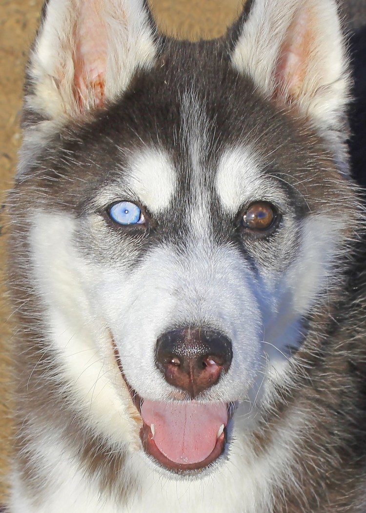 Хаски гетерохромия