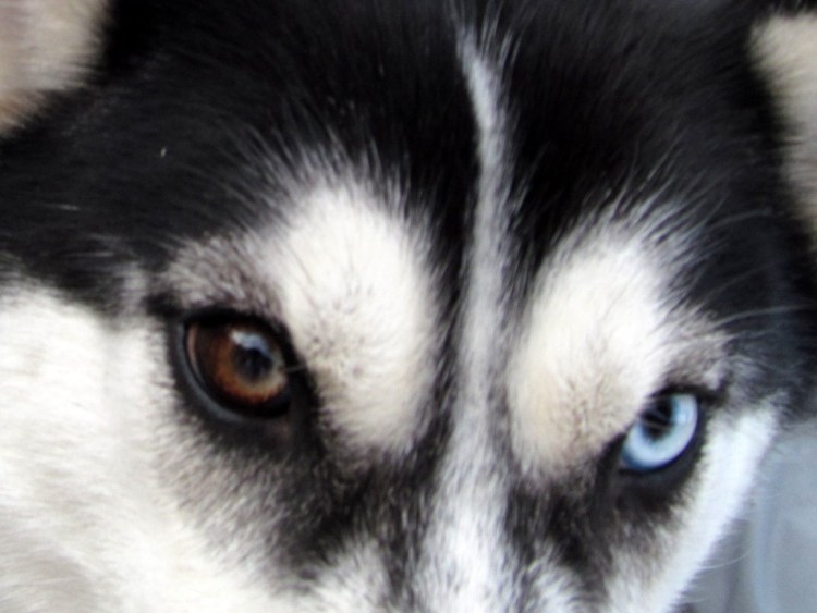 Гетерохромия у собак хаски