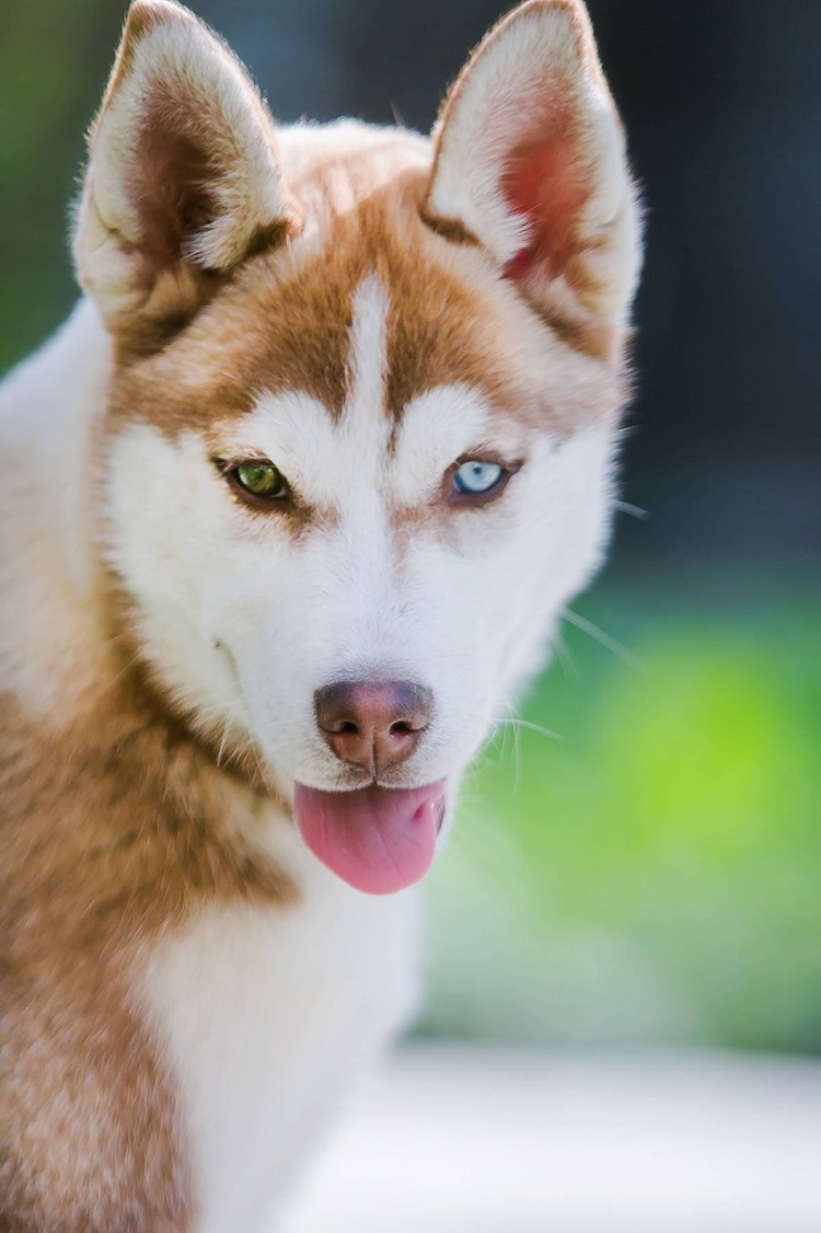 Хаски гетерохромные