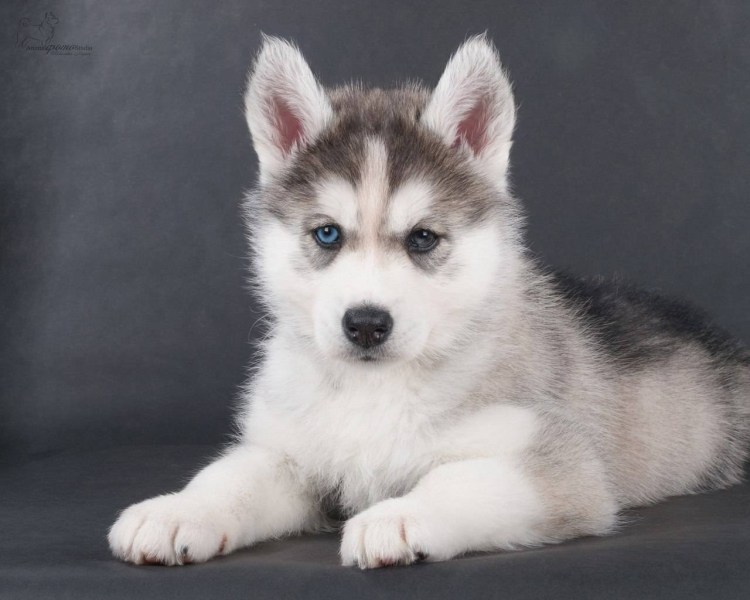 Сибирский хаски