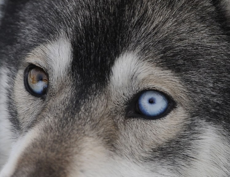 Человек хаски 2011