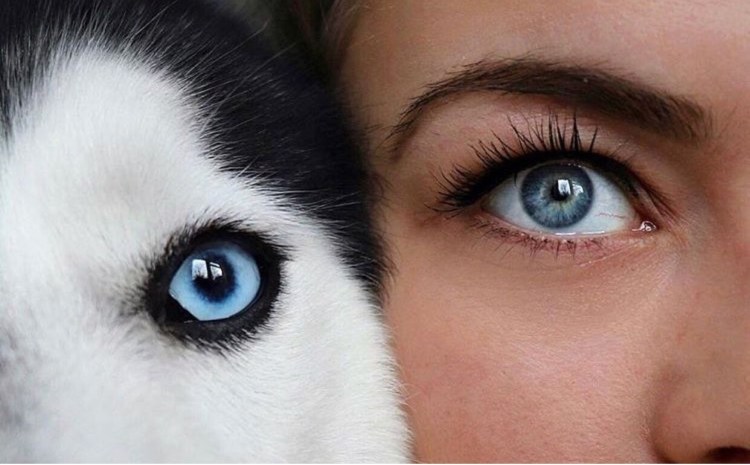 Хаски разноглазые щенки