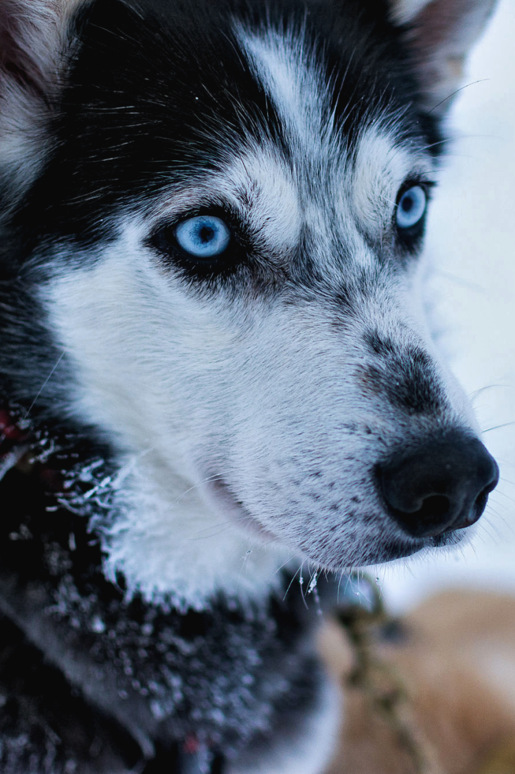 Сибирская лайка хаски