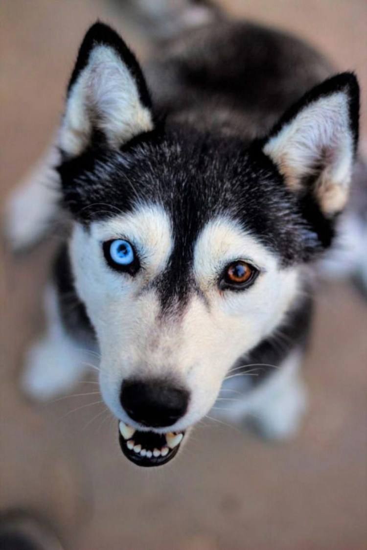 Хаски разноглазые
