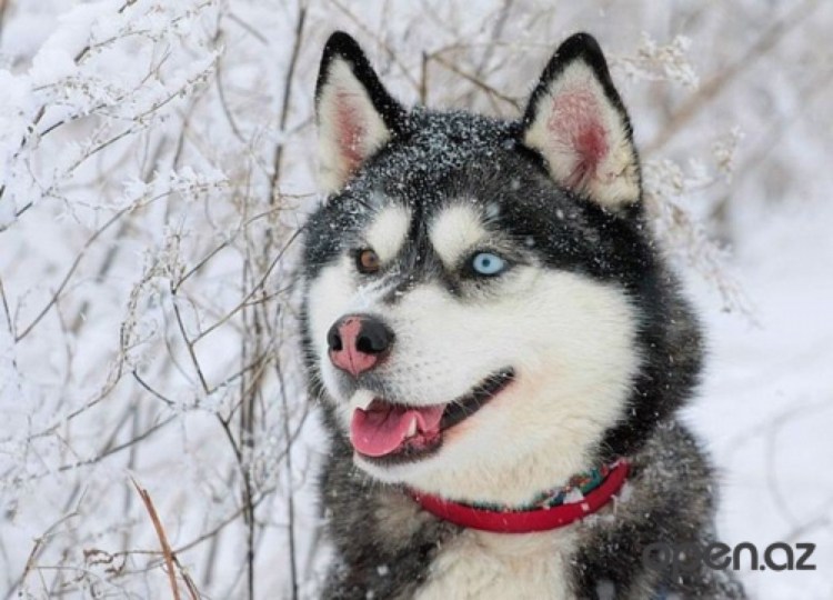 Хаски гетерохромия