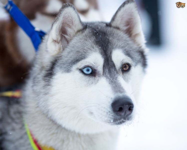 Сибирский хаски