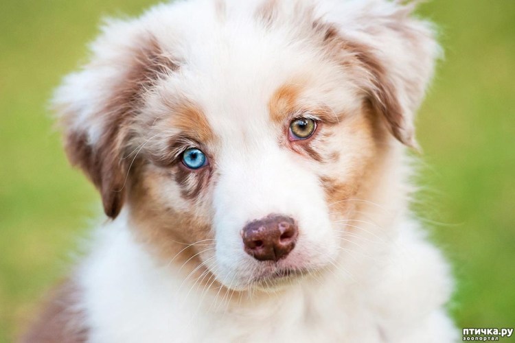 Разноглазый маламут