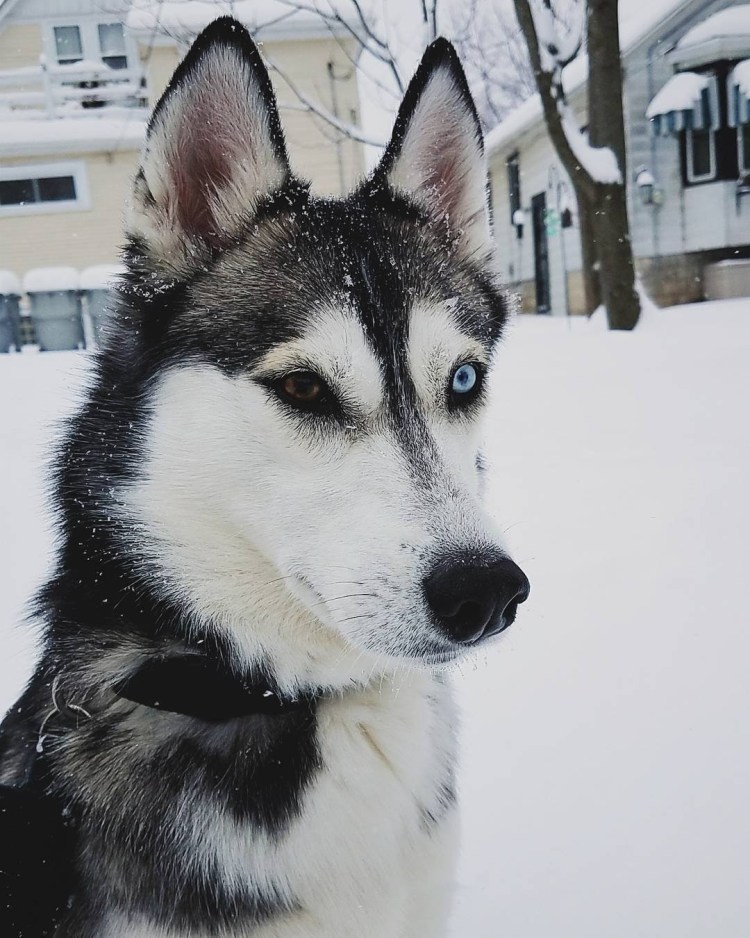 Сибирский хаски разноглазый