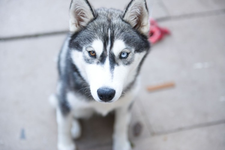 Хаски серые разноглазые