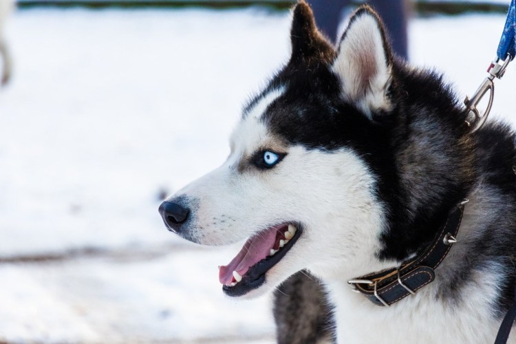 Сибирский хаски глаза