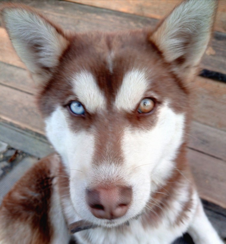 Сибирский хаски разноглазый щенок