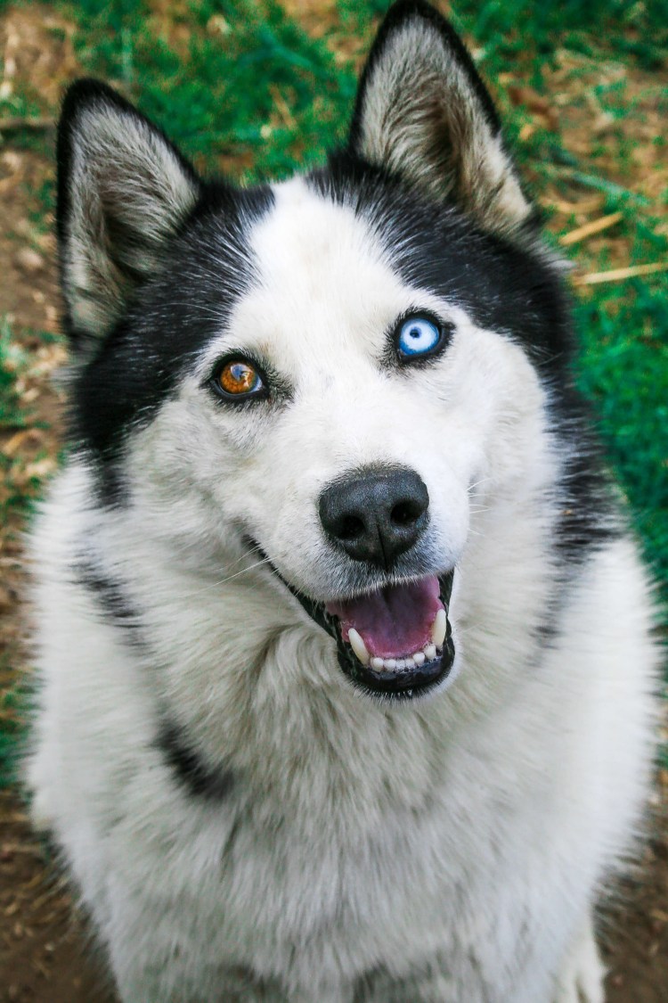 Бродячая лайка гетерохромия