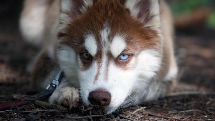 Хаски гетерохромия