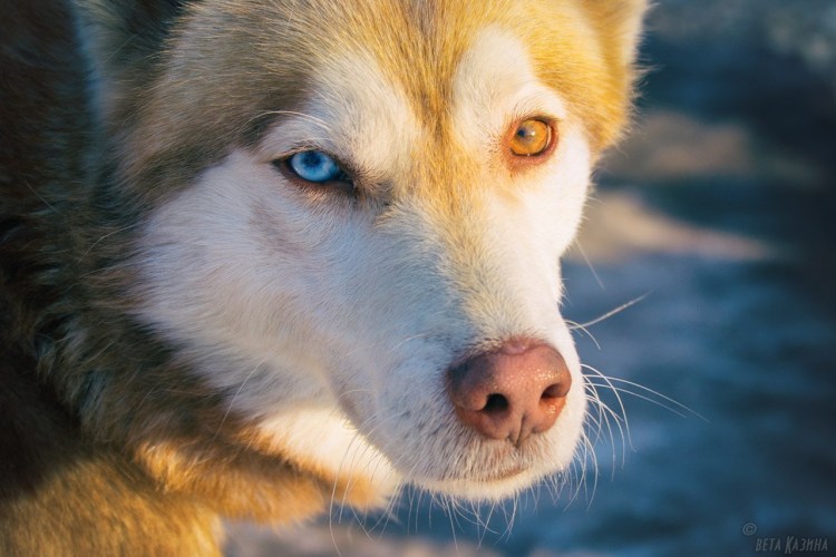 Хаски с разноцветными глазами