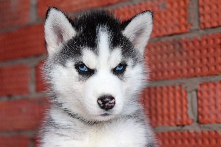 Хаски похоже на волка с разными глазами