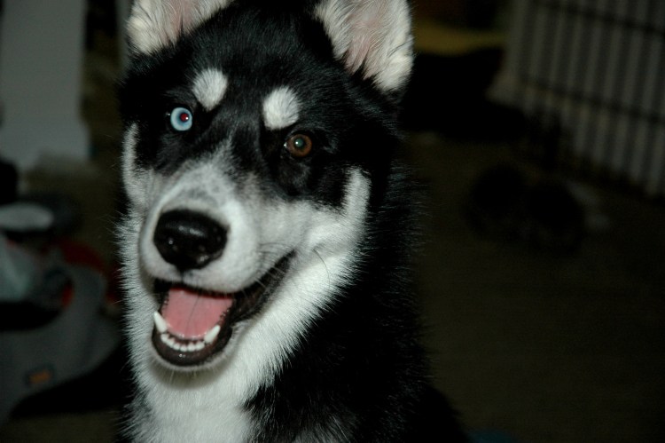 Хаски гетерохромия