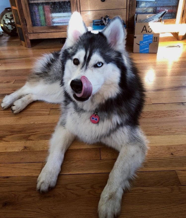 Хаски гетерохромия