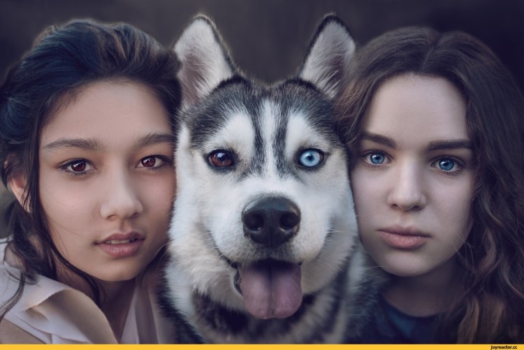 Сибирский хаски альбинос