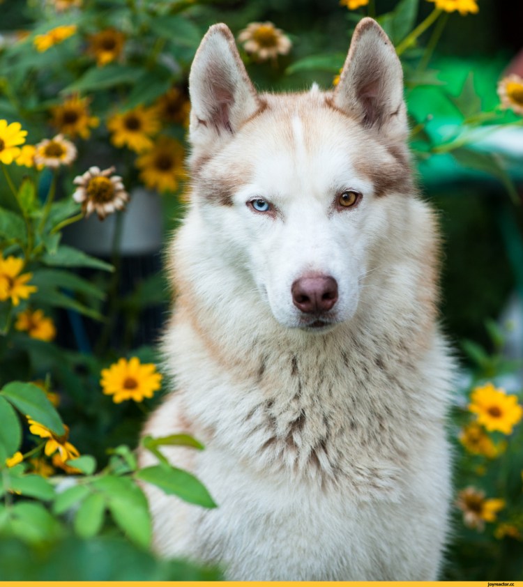 Хаски гетерохромия