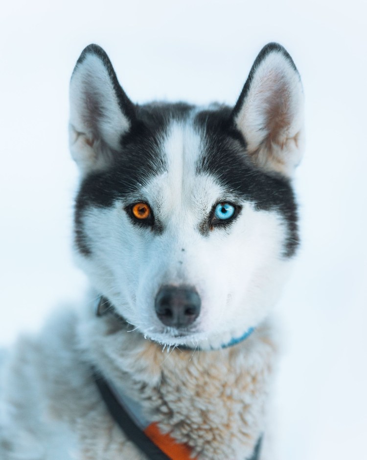 Северная хаски