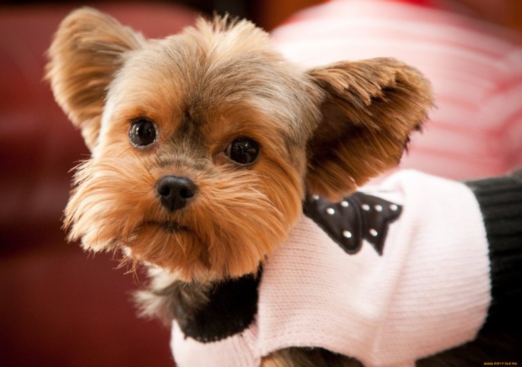 Бигль Йоркширский терьер