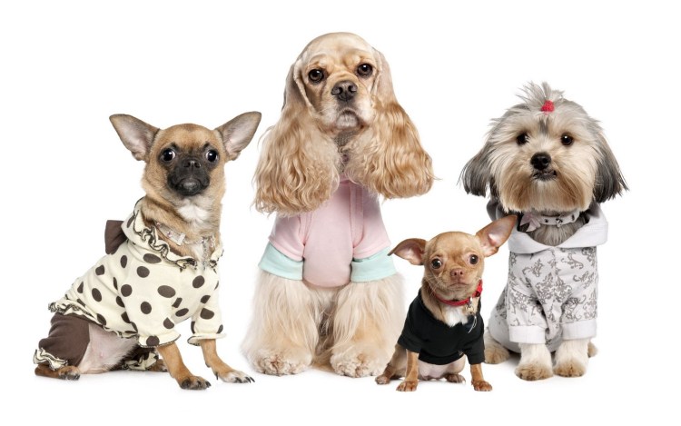 Pet clothes Wallpaper