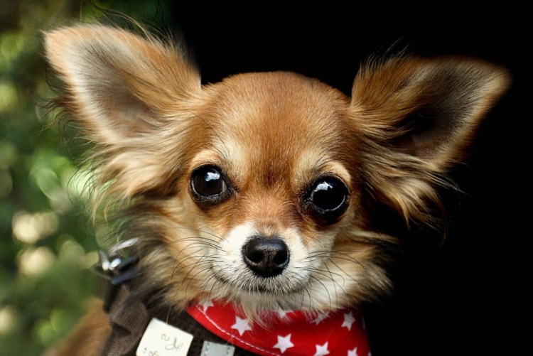 Чихуахуа БУБУ