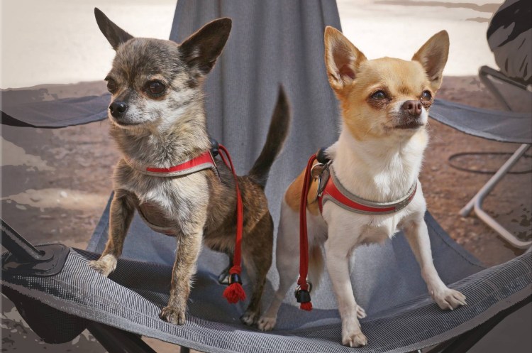 Чихуахуа ЗКС