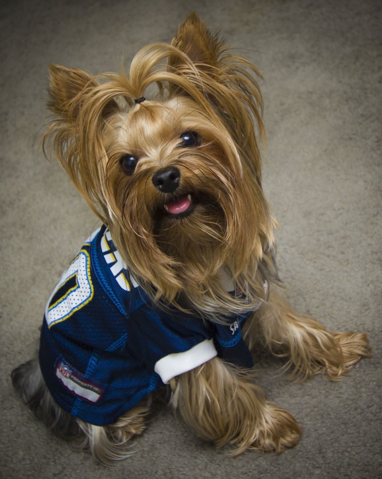 Чубака Йоркширский терьер