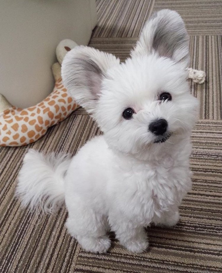 Померанский шпиц БОО