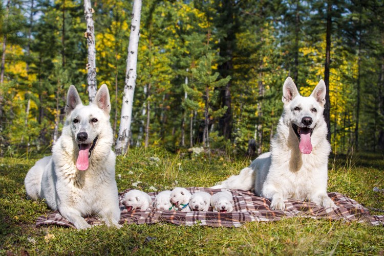 Белая швейцарская овчарка