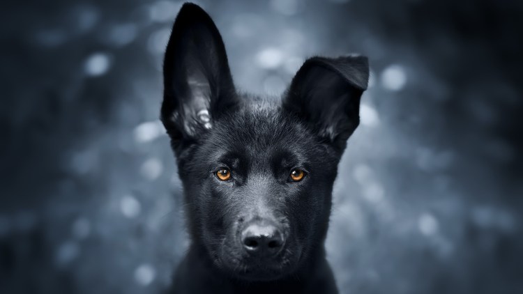 Немецкая овчарка чернабелая