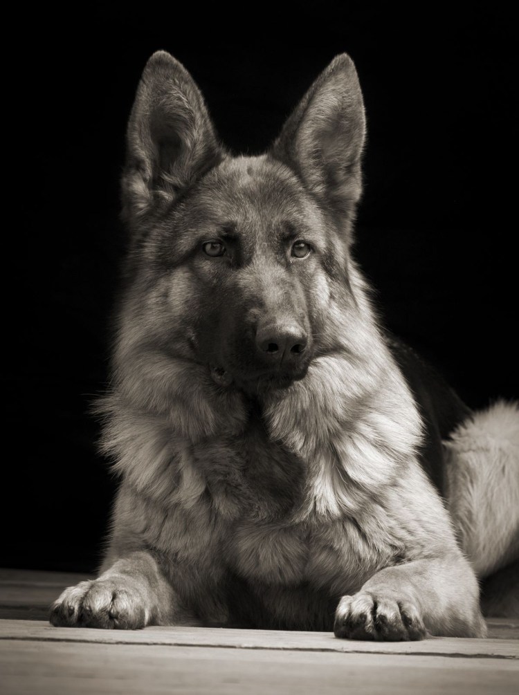 Немецкая овчарка черная