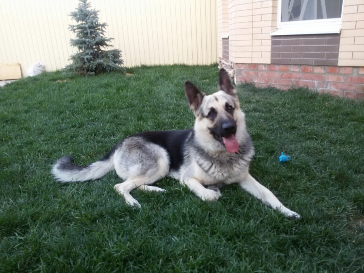 Восточноевропейская овчарка белая