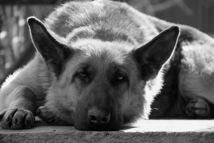 Среднеазиатская овчарка серая