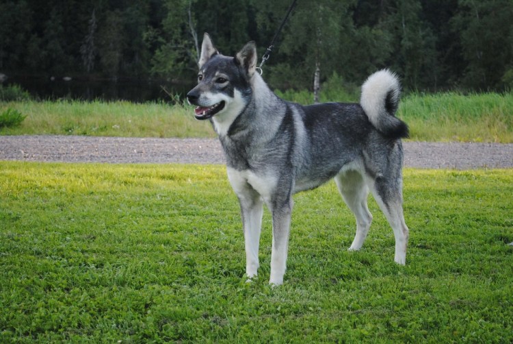 Американо канадская овчарка