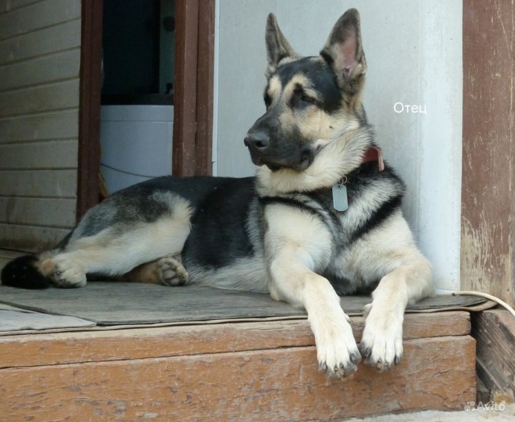 Породы немецких овчарок окрас