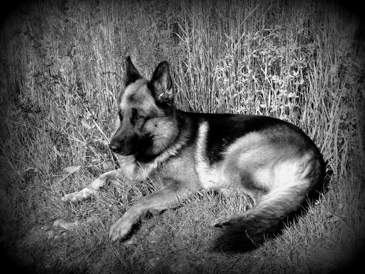 Немецкие овчарки Silver Sable