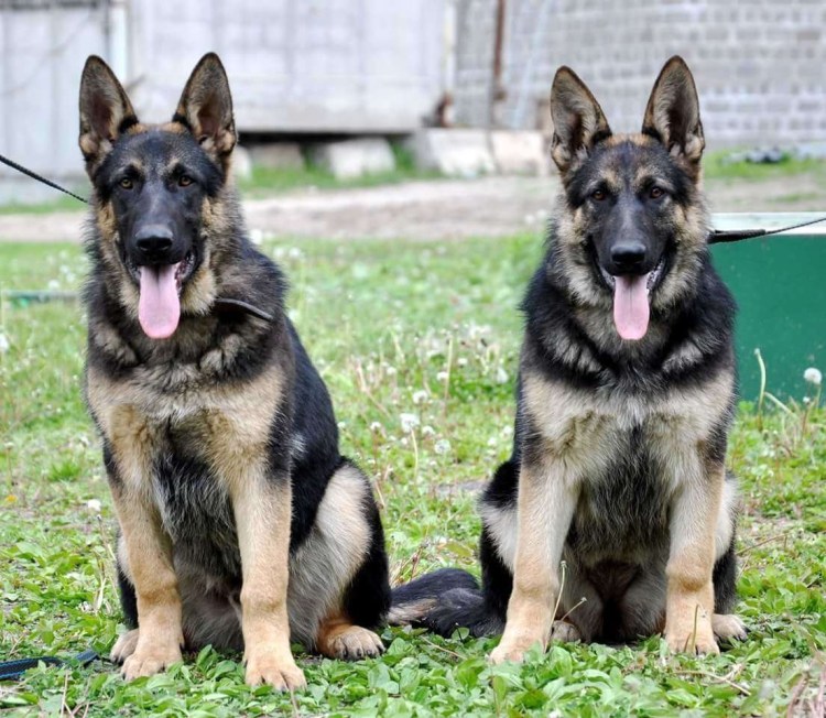 Бордер коллимрамлоный