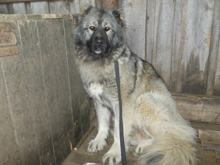 Восточно-европейская овчарка