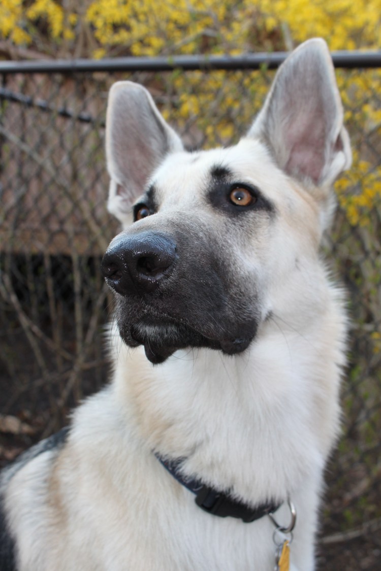 Немецкая овчарка черная