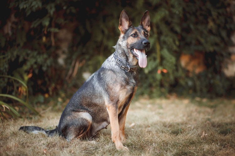 Мраморная аусси австралийская овчарка