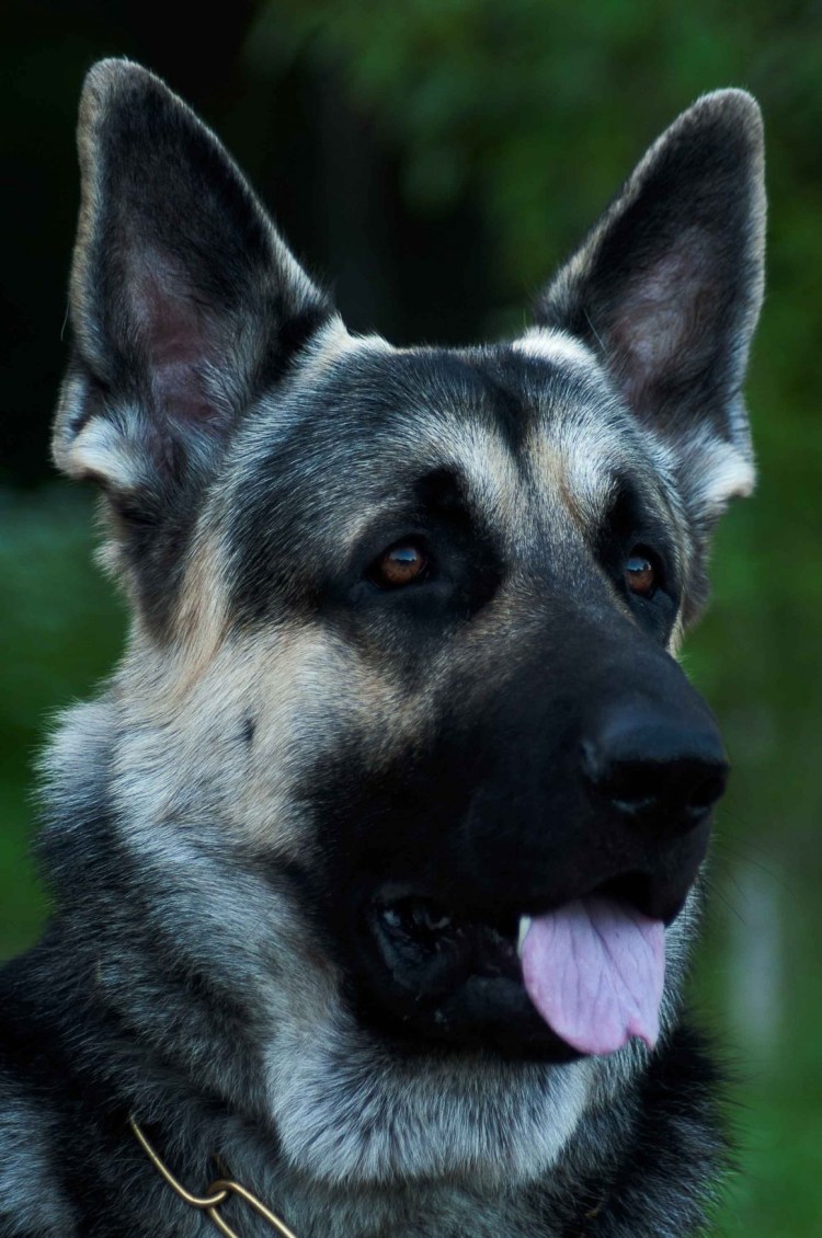 Кавказская овчарка серая