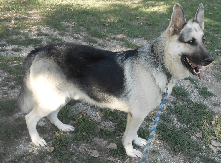 Восточно-европейская овчарка серебристая