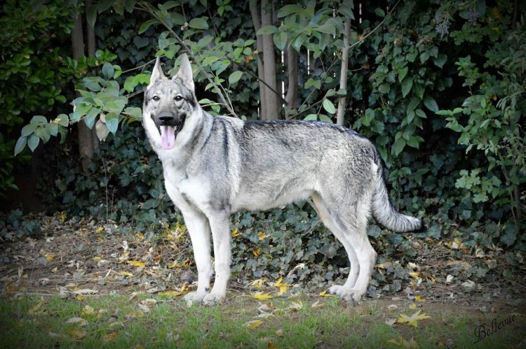 Бордер колли Мерль