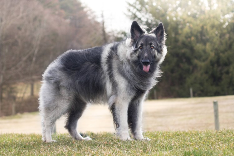 Шилонская овчарка