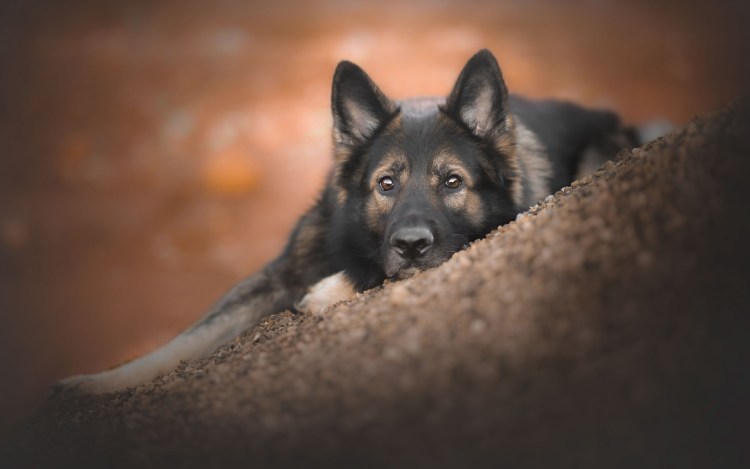 Немецкая овчарка гладкошерстная