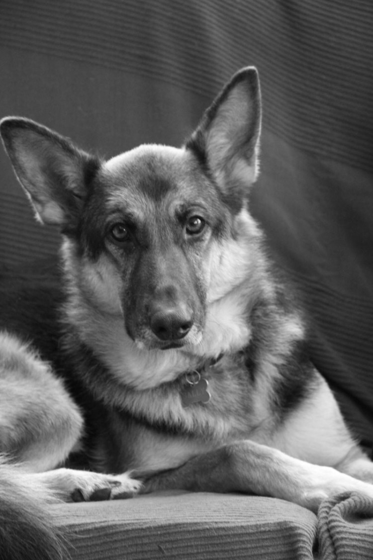 Серая немецкая овчарка щенок