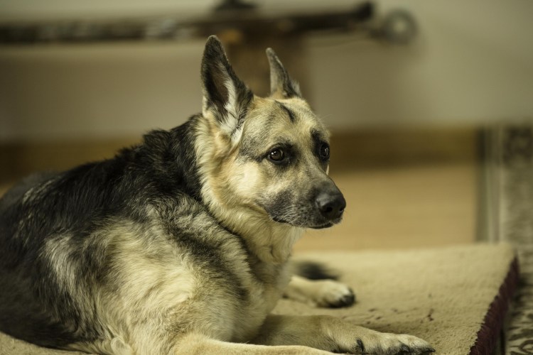 Бобтейл овчарка