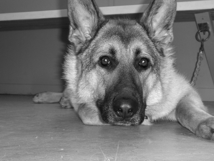 Немецкая овчарка светлая